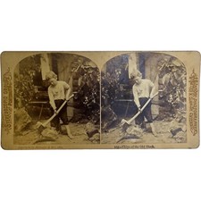 Antique Stereoscope Stereoscopic Card Melander & Bro. Chicago #104 Boy With Rake picture
