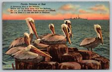 Antique Postcard Florida Pelicans At Rest picture