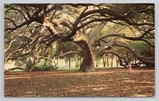 Suicide Oak City Park New Orleans Louisiana 1966 Chrome Postcard 85 picture