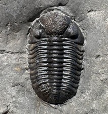 2.5 cm Eldredgeops rana - Windom shale, Hamburg, NY phacops picture