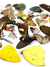 Insect Butterfly Nymphalidae Papilio-Mixed Premium Peruvian Butterflies-20 Lot picture