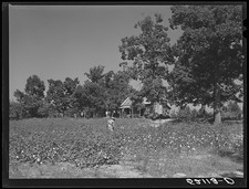Photo:Chapel Hill NC Will Cole Cotton Picking Sharecropper Farm 1939 picture