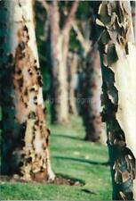 BARK WALK Tree Abstract FOUND PHOTOGRAPH Original Color Snapshot VINTAGE 08 21 H picture