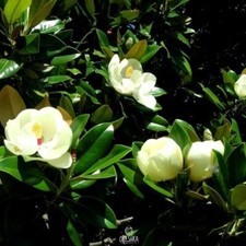 Magnolia grandiflora 5 PCS fresh seeds, Southern magnolia seeds, Bull bay picture