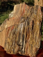 ☘️RR⛏️: Druzy Top Quality Arizona Petrified Wood, 21.5 Lb 🌈 picture