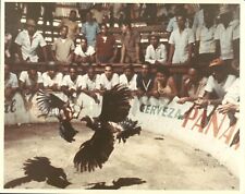 LD231 Orig Lane Stewart Color Photo ROOSTERS FIGHTING Illegal Sport in Mexico picture