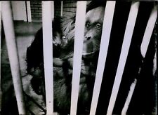 LG818 1976 Original Richard Olsenius Photo UNEXPECTED ORANGUTAN Como Park Zoo picture