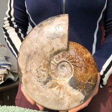 5.1LB Natural Beautiful Ammonite Fossil Conch Crystal Specimen Healing picture