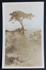 Vintage RPPC Lone Pine Tree Ocean Cliff Scenic Real Photo Postcard picture