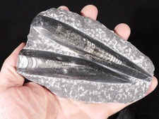 LARGER 400 Million Year Old Polished ORTHOCERAS Fossil Plate Morocco 406gr picture