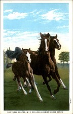 Pomona CA Arabian Horses Curt Teich c1920s-30s Vintage Postcard picture