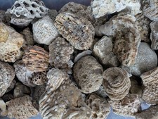 Ancient Marine Fossils 1/2 Lb High Quality Specimens  Random Assortment  picture