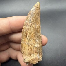 Charcharodontosaurus Dinosaur Tooth Fossil 2.74” Restored picture