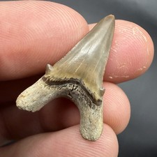 ULTRA RARE FOSSIL SHARK TOOTH EXTINCT MACKERAL SPECIES 1.12” PERU OCUCAJE picture