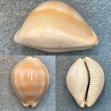#6 Cypraea sulcidentata 36.6mm F Hawaii picture