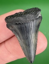 1.26” Great White Shark Tooth Fossil real Shark Teeth Lowcountry SC picture