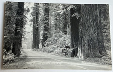 c1940s RPPC On Redwood Highway Trees California CA Real Photo Postcard picture