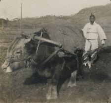 Chinese Farmer Water Buffalo 1890 China Worker Peasant Cattle Farm Antique Photo picture