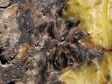 678g Einstein Silver Mine MO UV Powellite 3 Ores Wolframite Sprays Cox Coll picture