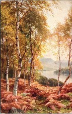 Birches by Loch Achray Scotland Tuck Oilette Vintage Postcard 4P23-10 picture