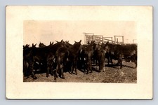 RPPC Mules From Jack Guymon OK To Thomas Bowen JR Dodgeville WI RPO Postcard picture