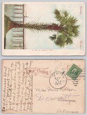 1911 Palmetto Florida Palm Tree Postcard G. Kropp Publ. De Witt Arkansas picture