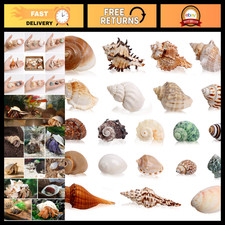 21PCS Medium Small Hermit Crab Shells 1.2