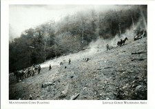 *NC Postcard-*Mountainside Corn Planting