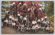 Vintage Boole Tree Redwood Lumberjacks Postcard by Edward H. Mitchell 1912 picture