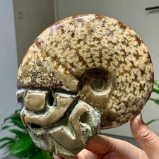 1.94LB Rare Natural Tentacle Ammonite Specimen Shell Healing Madagascar picture
