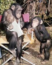 Daktari Judy the Chimpanzee on TV series set 8x10 Color Photo picture