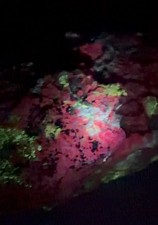 HUGE 1300+ GRAMS FLUORESCENT & PHOSPHORESCENT Wollastonite, Albite and unknown picture