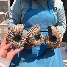 7.15LB 3pcs Natural ammonite fossil conch Crystal specimen Reiki healing decor picture