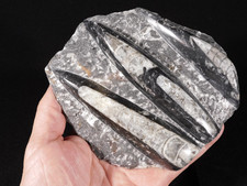 LARGER 400 Million Year Old Polished ORTHOCERAS Fossil Plate Morocco 712gr picture