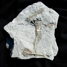 VERY COOL DOUBLE GLYPTOCRINUS CRINOID FOSSIL PLATE FROM KENTUCKY - NICE DISPLAY picture