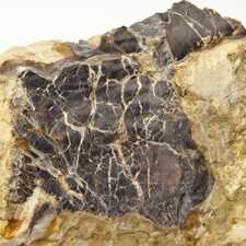 Unidentified Dinosaur Bone in Matrix - Self Dug - Morrison Fm. - Big Horn Co, WY picture