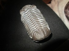 Phacops Rana Crassituberculatas trilobite -prone -Hard Limestone -Sylvania Ohio picture