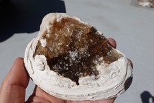 Golden Yellow Calcite Crystals In Clam Shell, Fossil , Florida Fort Drum picture