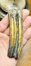 Stunning Honey Gold Fossil Horse Tooth Extinct Florida Mammal picture