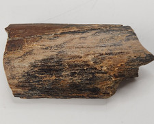 Unidentified Dinosaur Bone Fossil - Hell Creek Fm. - Wibaux Co., MT - Cretaceous picture