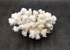 Brownstem White Coral Cluster (1 coral approx. 7L x 5.5H x 4.5D inches) picture