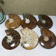 6pcs Natural conch Ammonite Crystal mineral original specimens 1.65kg A3927 picture