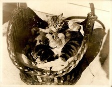 GA104 Original Photo WHAT A LESSON THIS CAN TEACH US Mother Cat Baby Chicks Cute picture