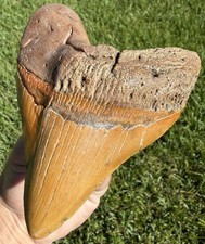 4.88” “HALOWEEN” Megalodon Shark Tooth Real Shark Teeth Fossil Restored picture