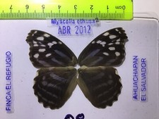 ELS 08 A/A+ FEMALE Myscelia ethusa Ex-pupae El Salvador picture