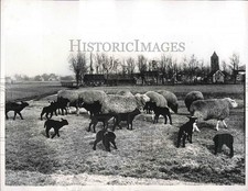 1963 Press Photo Flock Of Black Sheep On Farm In Friesland Province Netherlands picture