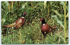 Greetings from Binger, OK Ring-necked Pheasants postcard picture