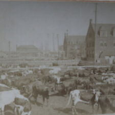 1890 Cattle Stock Yard Chicago Ill. End of the Trail Stereoview B.W. Kilburn 112 picture