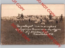 c1910 NJ Nassikas GREEK Greatest Goat Farm MANCHESTER New Hampshire NH RPPC picture