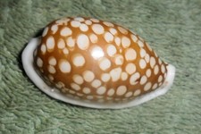 PH RFM 86719 LARGE Cypraea cribraria Linne 1758 37.1mm F++/Gem Philippines, off picture